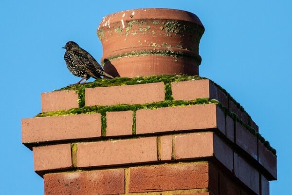 Stop Leaking Chimney Expert Advice Irish Homes