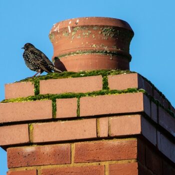 What Full-Service Chimney Solutions Are Available in Ireland